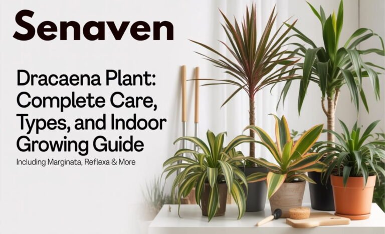 Healthy dracena plant indoors with long green leaves in a modern home setting